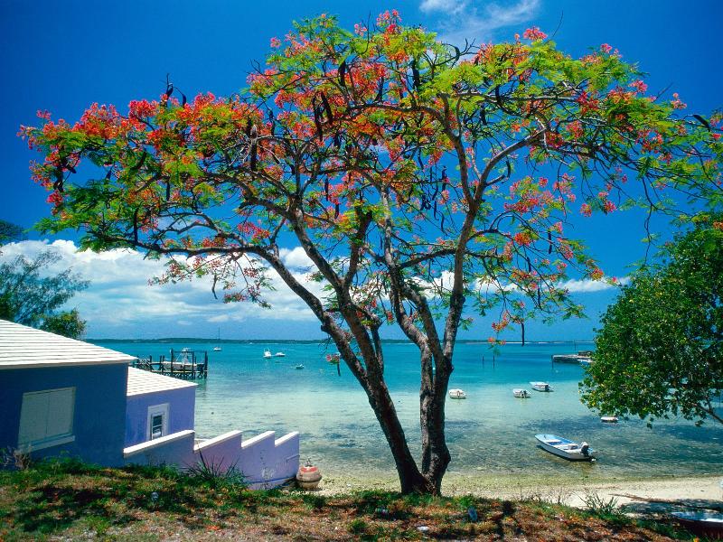 Tropical Escape, Bahamas - 1600x1200 - ID 39910.jpg
