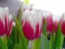 beautiful-pink-white-tulips.jpg